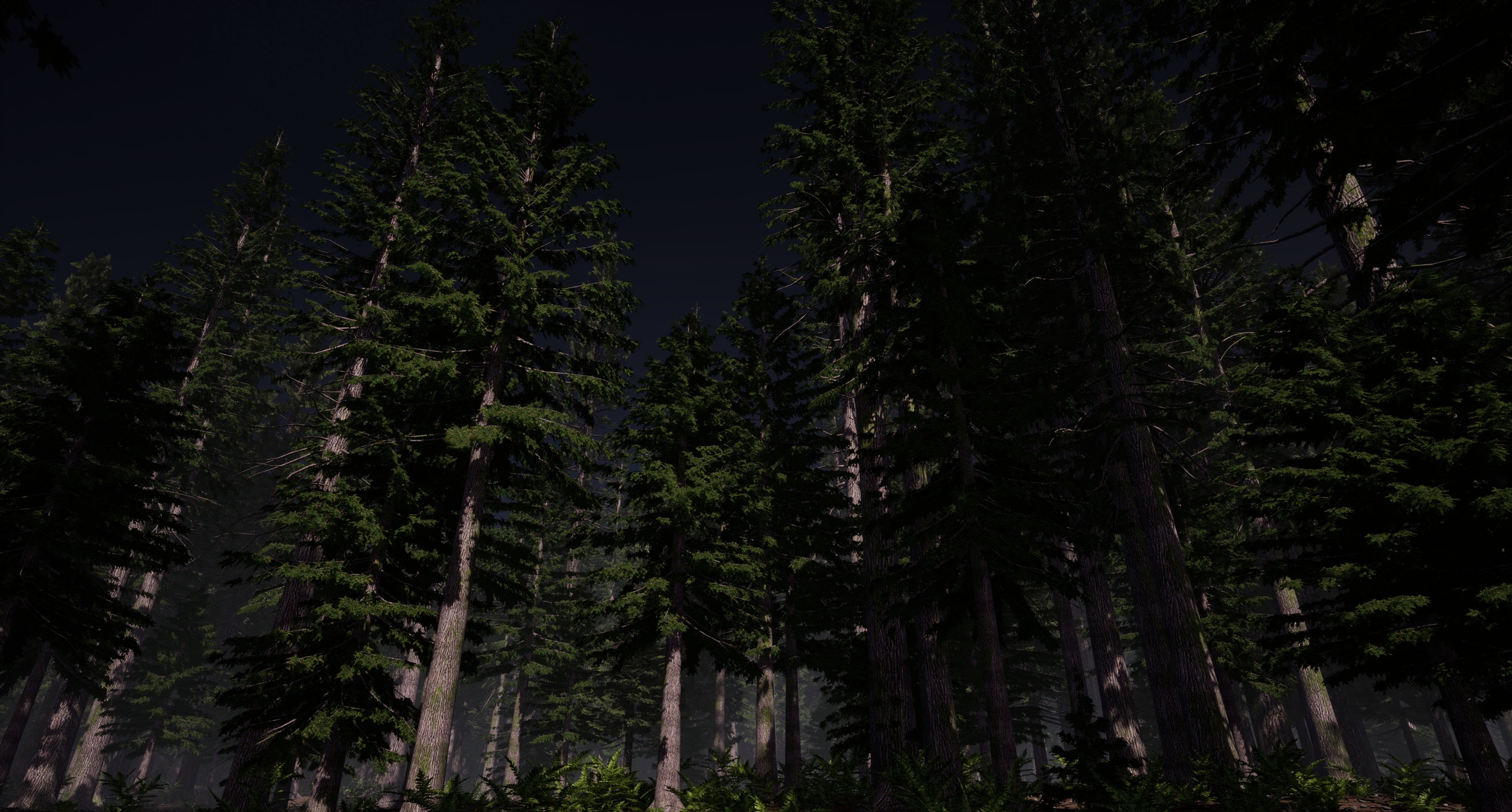 Media 1 for listing Dark Forest Misty Pine Trees