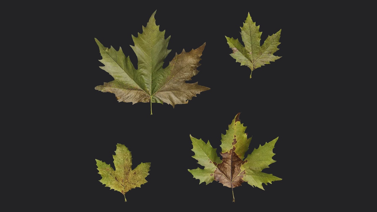 Media 1 for listing AD Platanus orientalis Leaf 09