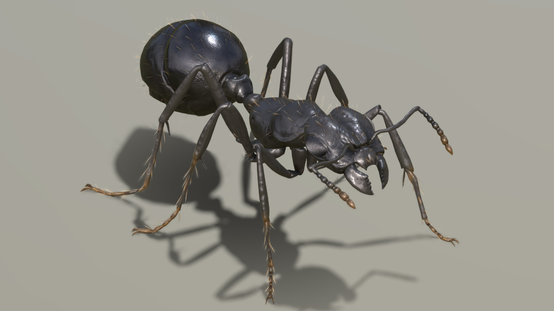 Black Garden Ant ( Worker ) | Fab