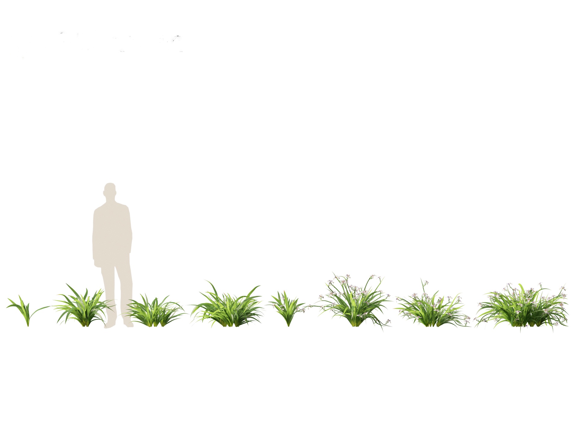 Media 1 for listing Neomarica gracilis - Walking Iris