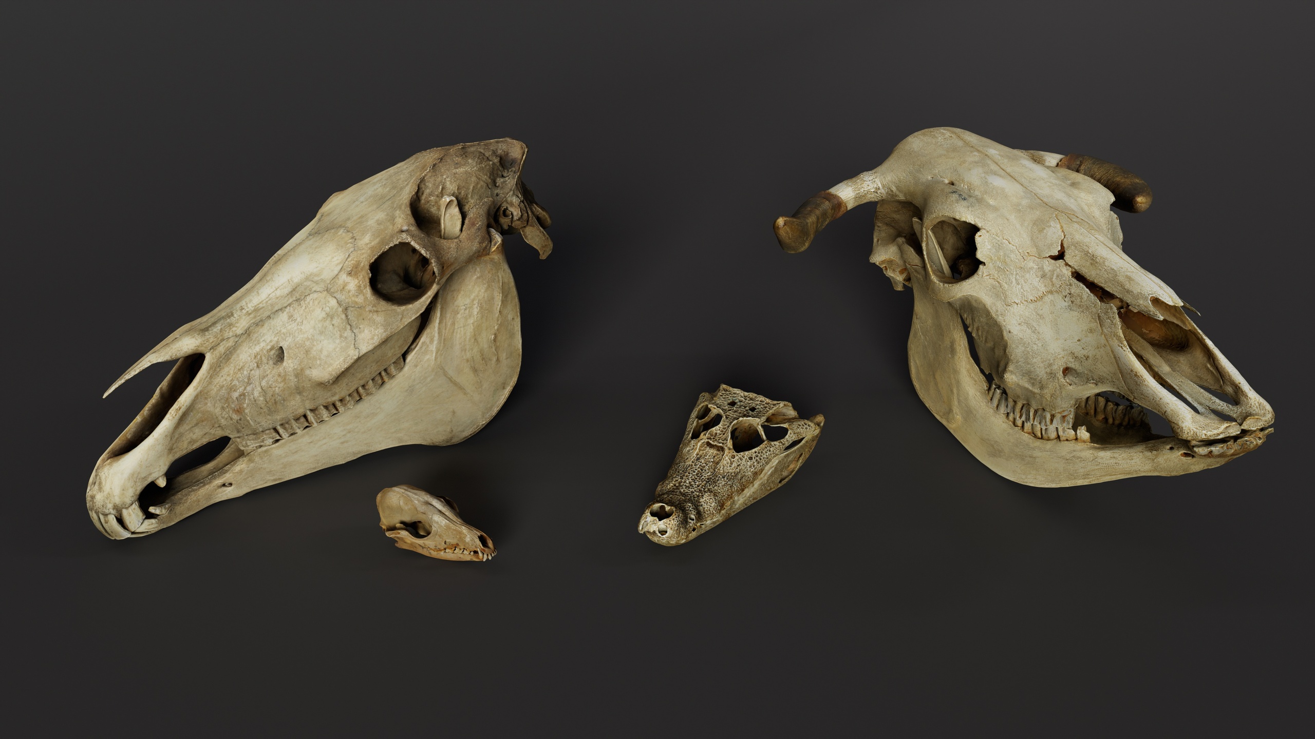 Media 1 for listing Collection of skulls (Fox, Horse, Cow, Crocodile)