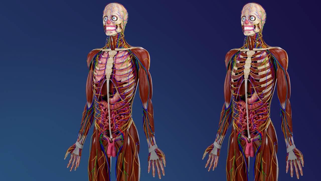 Media 1 for listing Complete Male and Female Anatomy (3D Model)