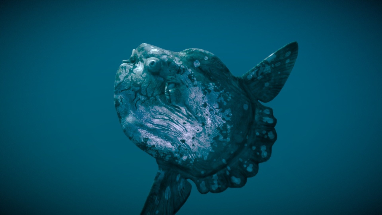 Media 1 for listing Ocean Sunfish ( Mola Mola )