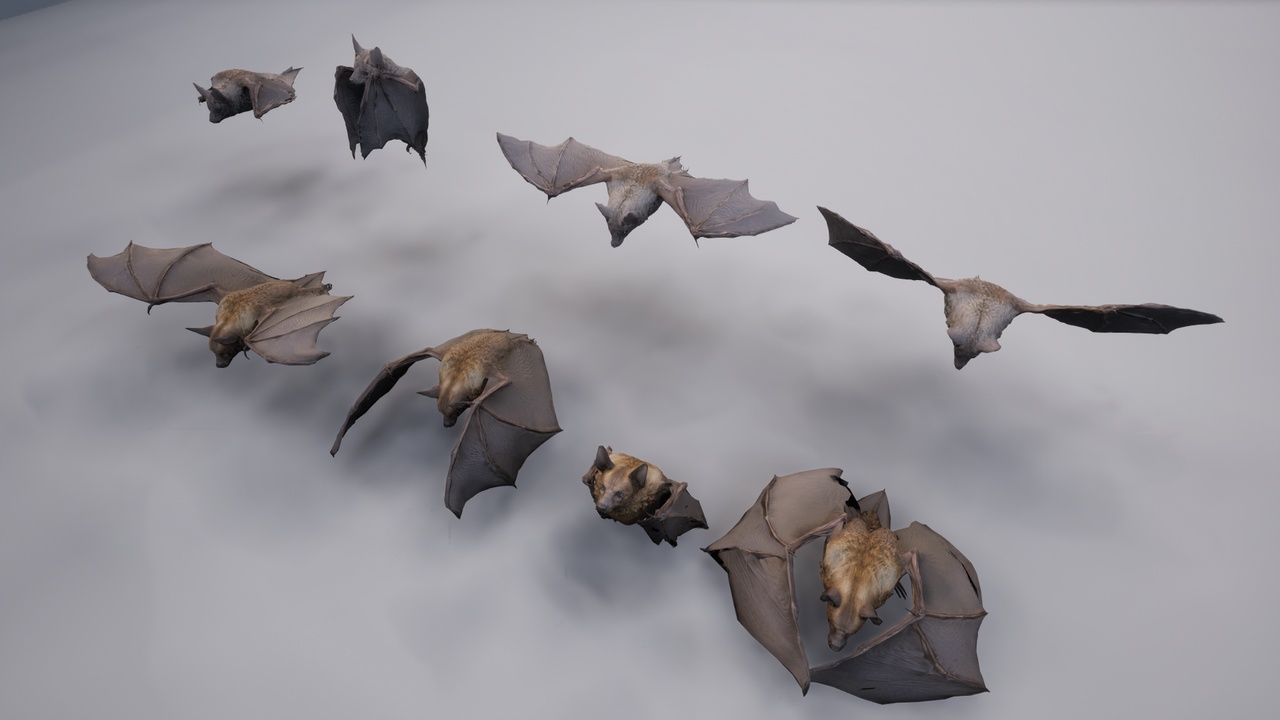 Media 1 for listing Bat Flocking Simulation
