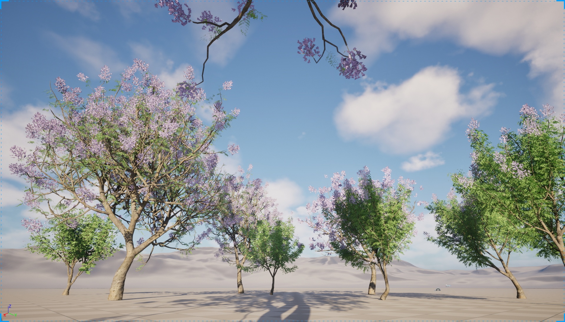 Media 1 for listing Nanite Wind Plants - Jacaranda mimosifolia - Fern Tree