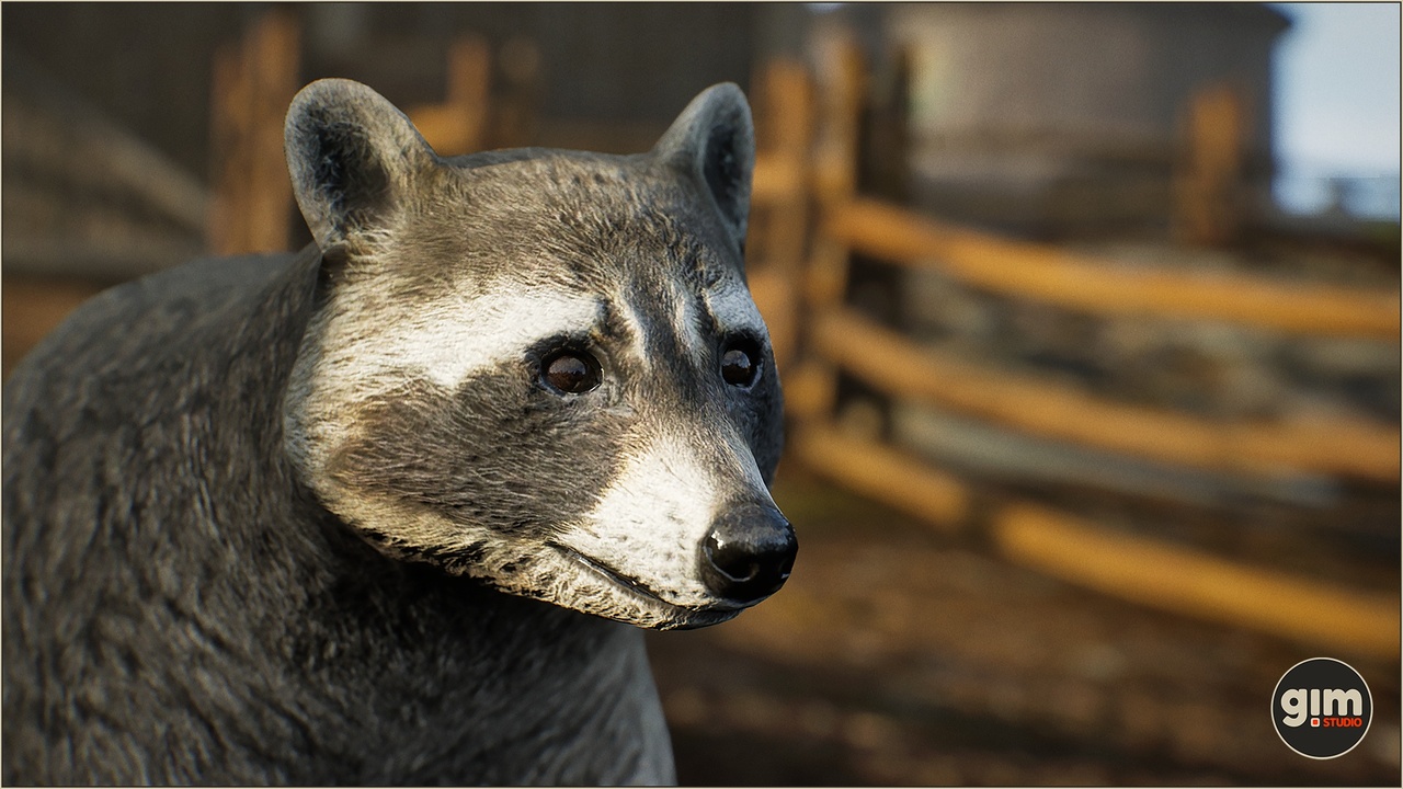 Media 1 for listing Animalia - Raccoon