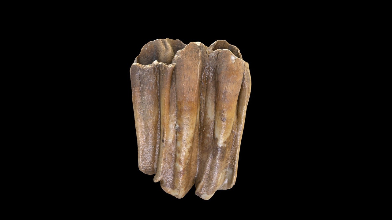 Media 1 for listing Bison Tooth Fossil