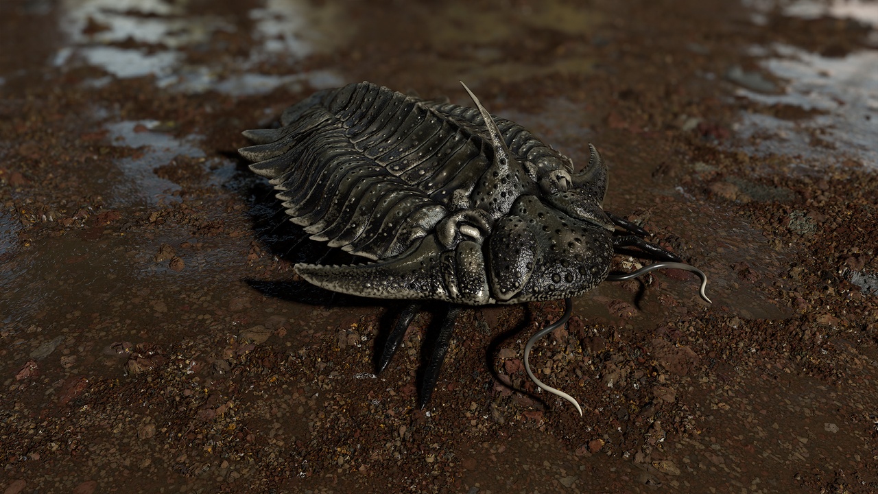 Media 1 for listing Trilobite 05 - Hoplolichas Furcifer