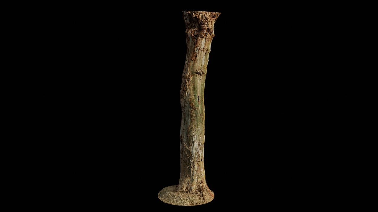 Media 1 for listing AD Platanus x acerifolia Trunk 03