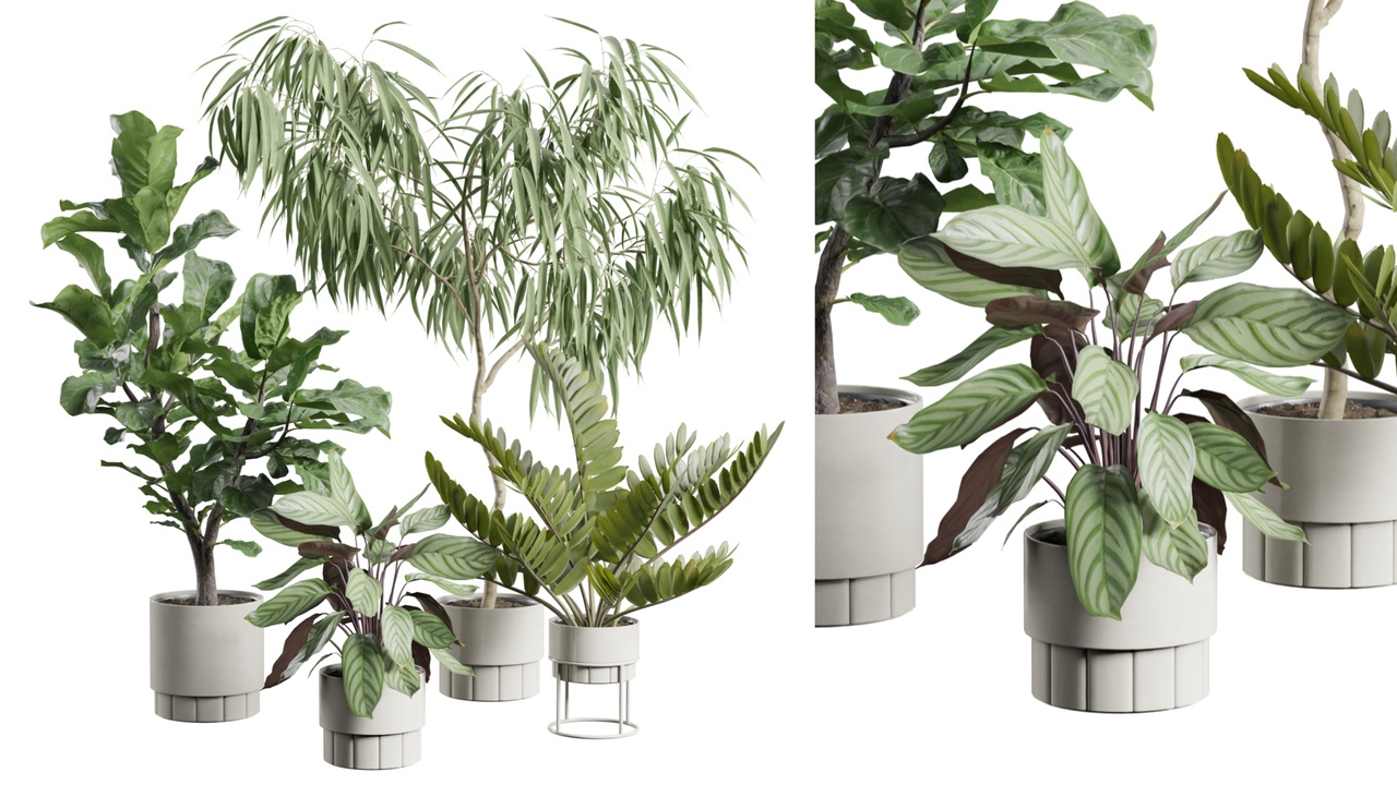 Media 1 for listing Indoor Plants Pack 106
