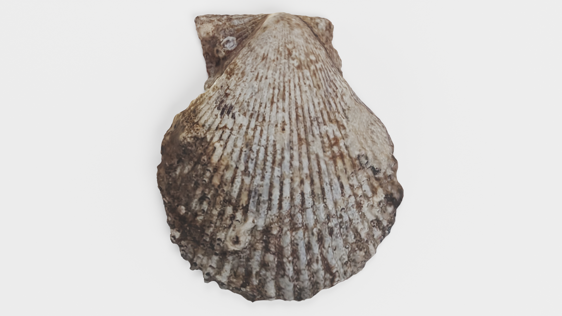 Shell Dark - Realistic Scallop Seashell | Fab