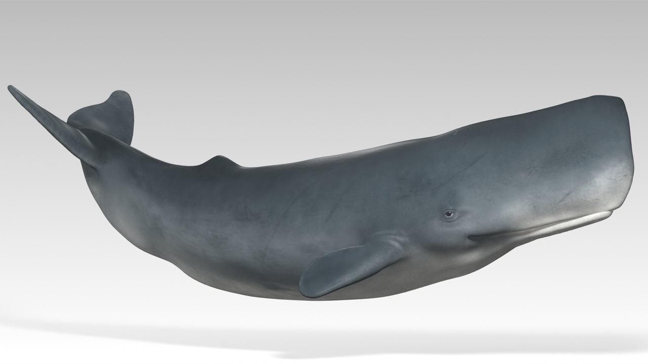 Media 1 for listing Sperm Whale - Animated Low Poly 3D Model