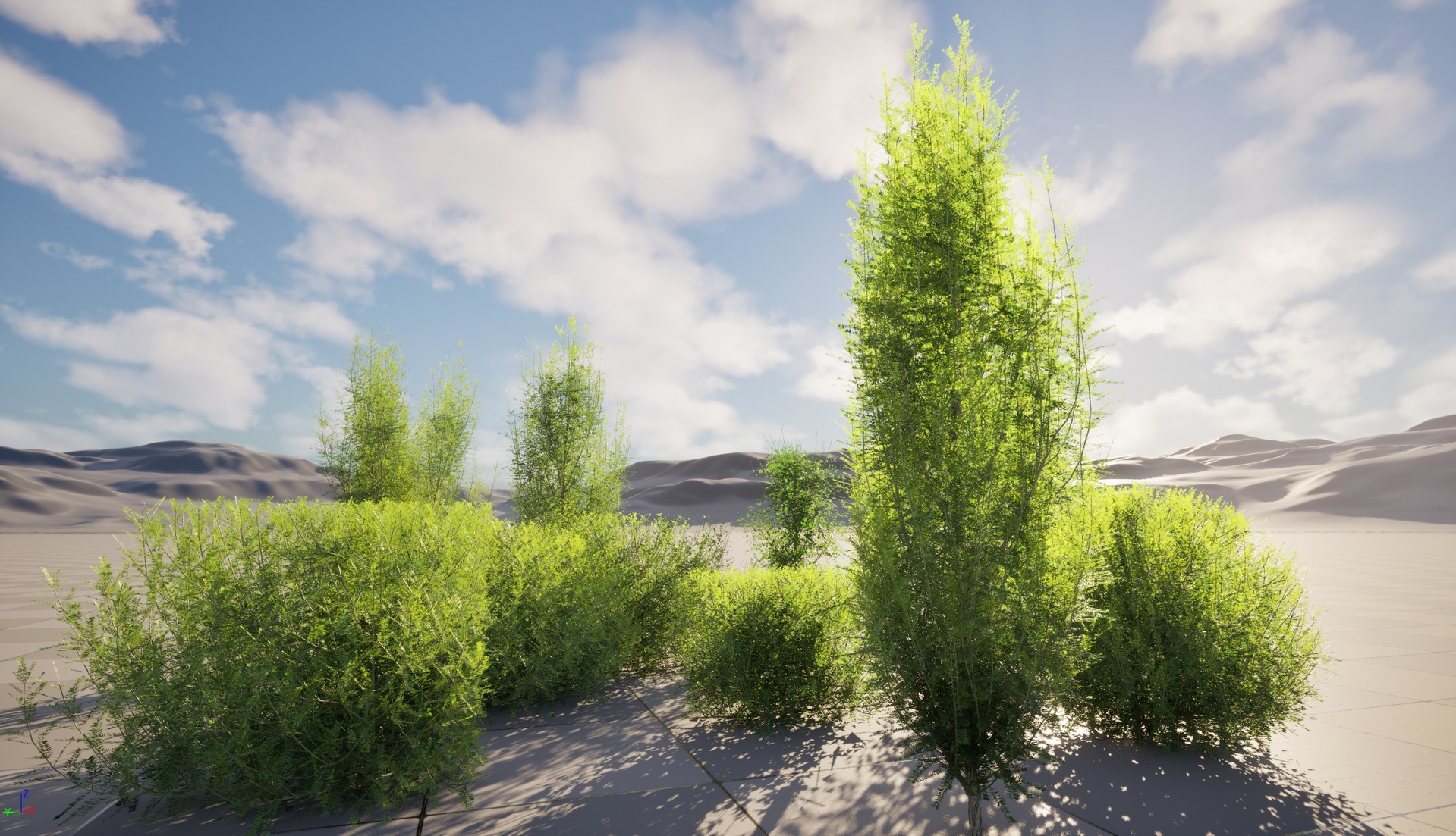 Media 1 for listing Nanite Tree - Taxus baccata - English yew