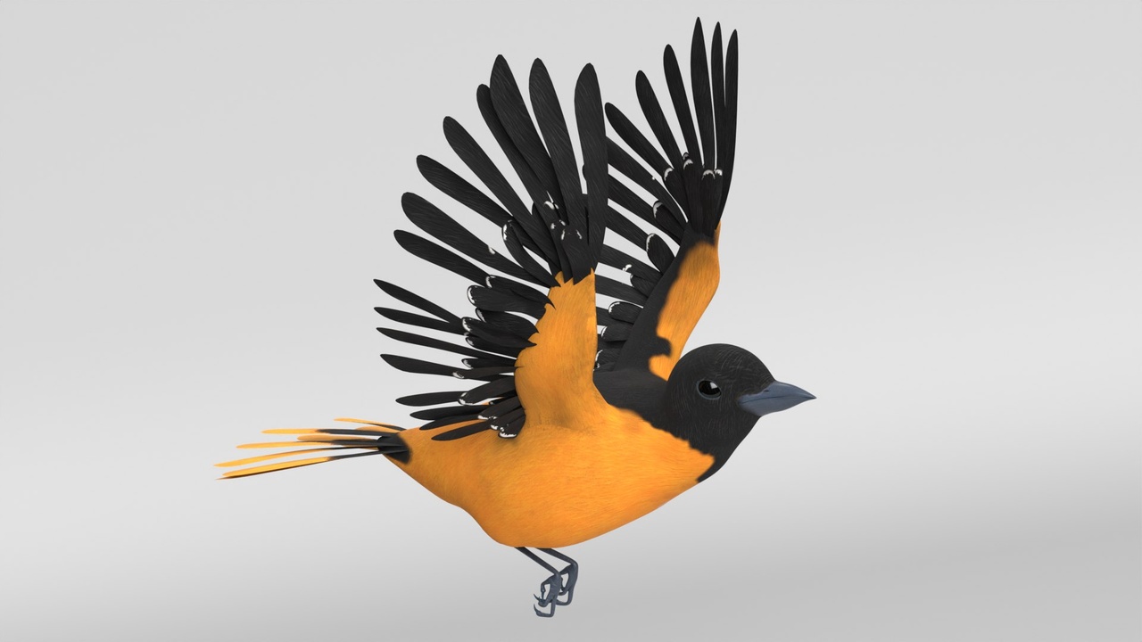 Media 1 for listing Baltimore Oriole