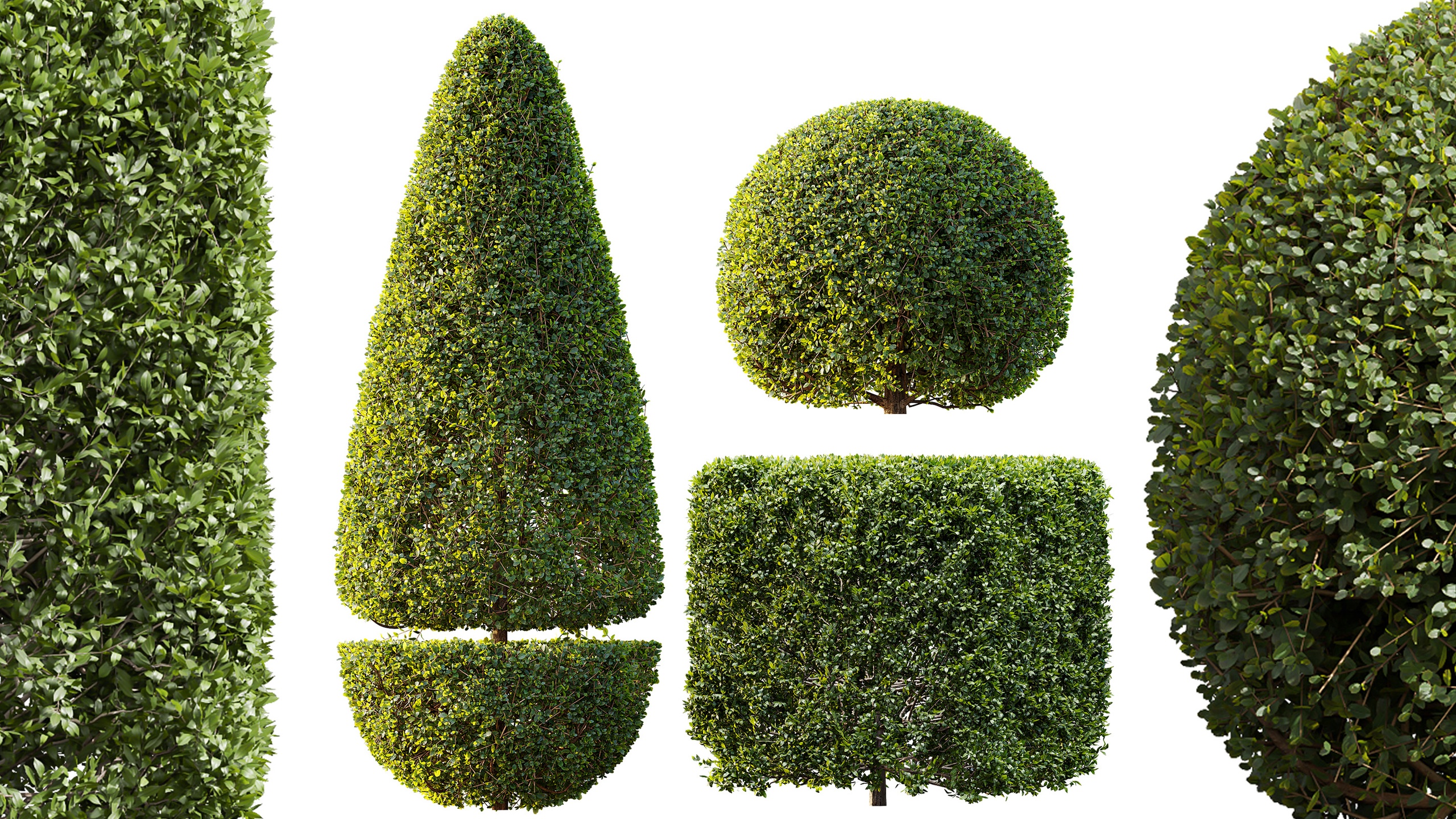 Media 1 for listing AV Ficus Concinna Bonsai Pruned