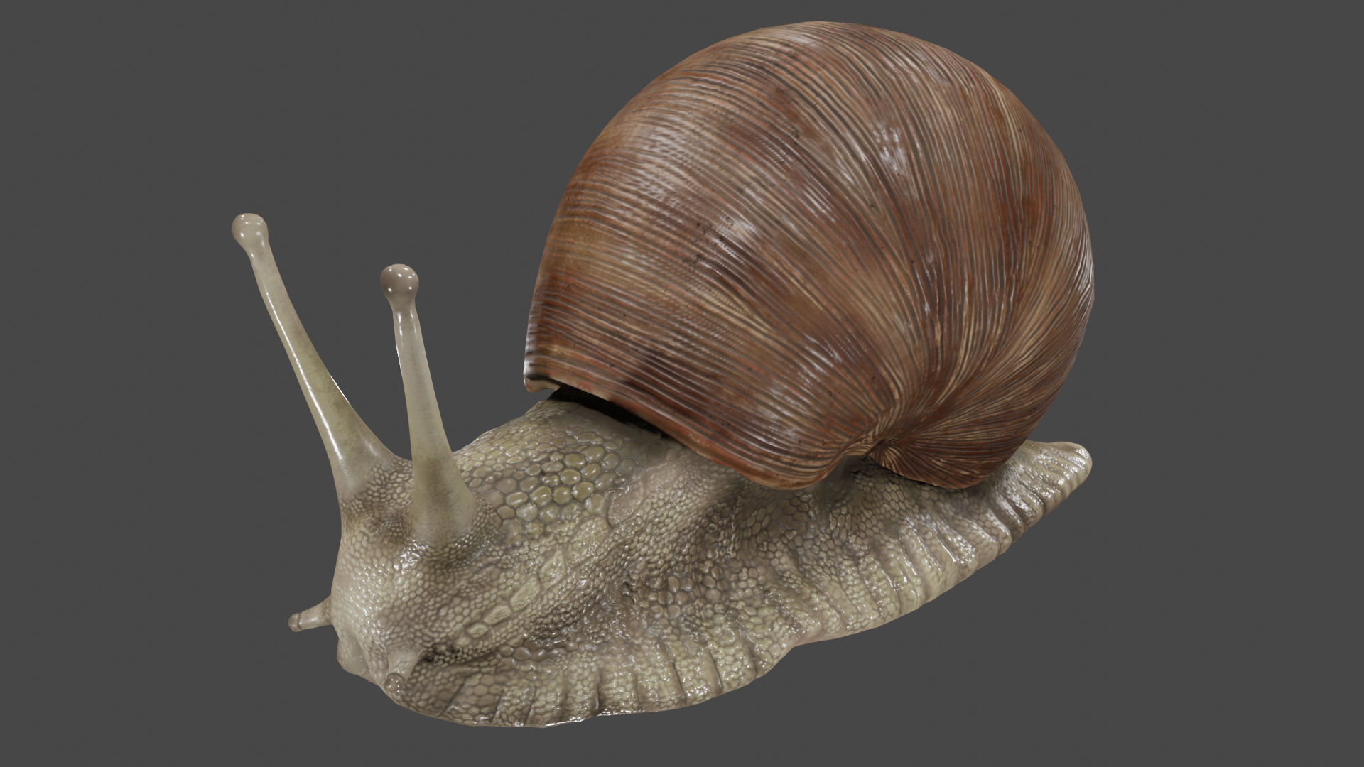 Snail | Fab