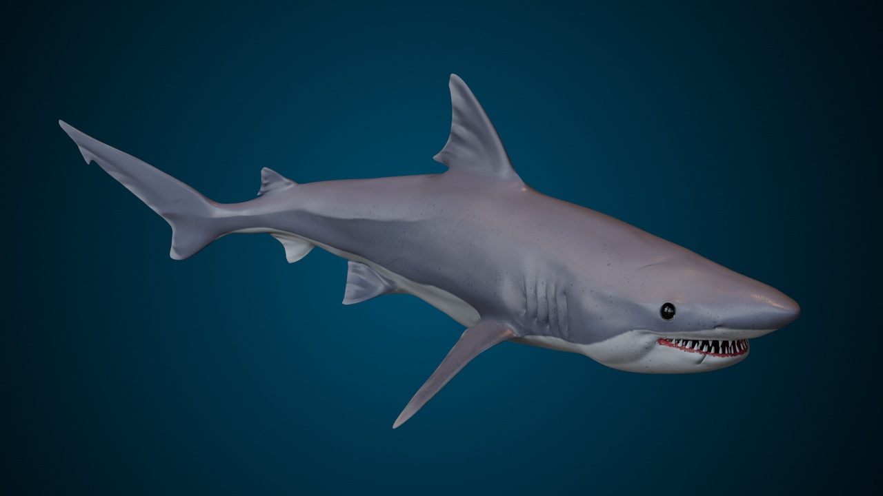 Media 1 for listing Animated Shark (01)