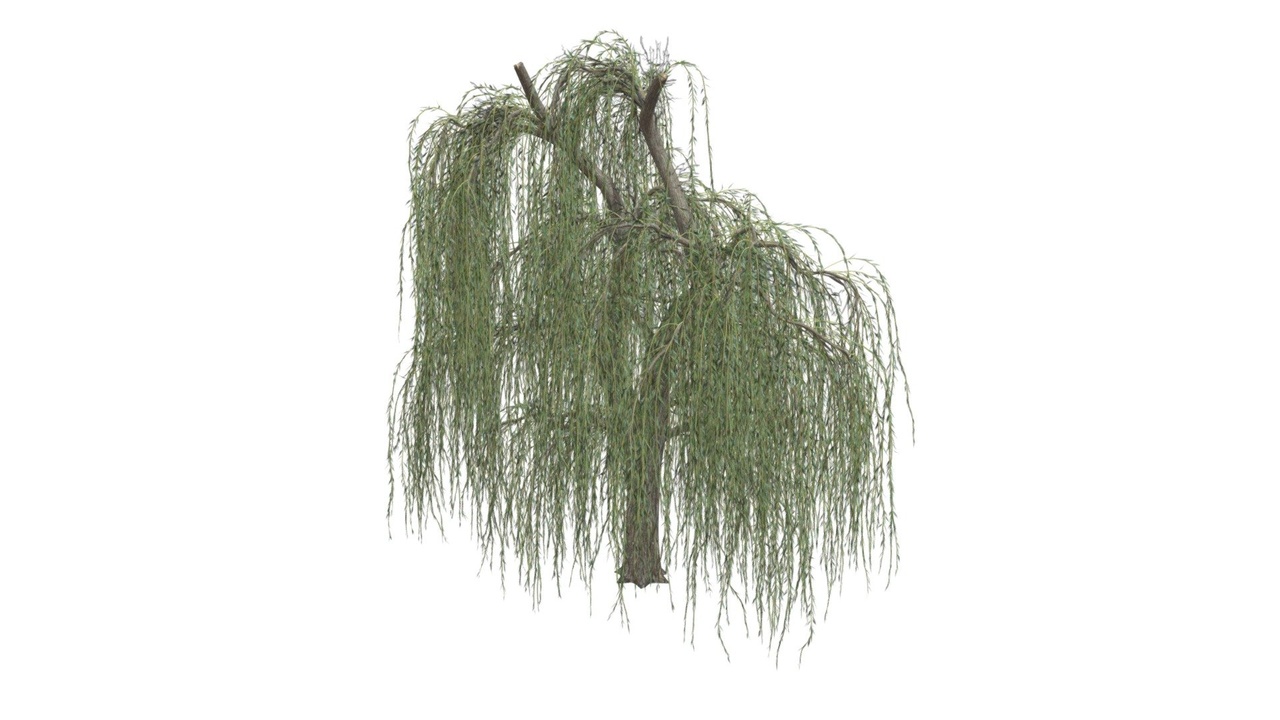 Media 1 for listing Weeping Willow Tree #05