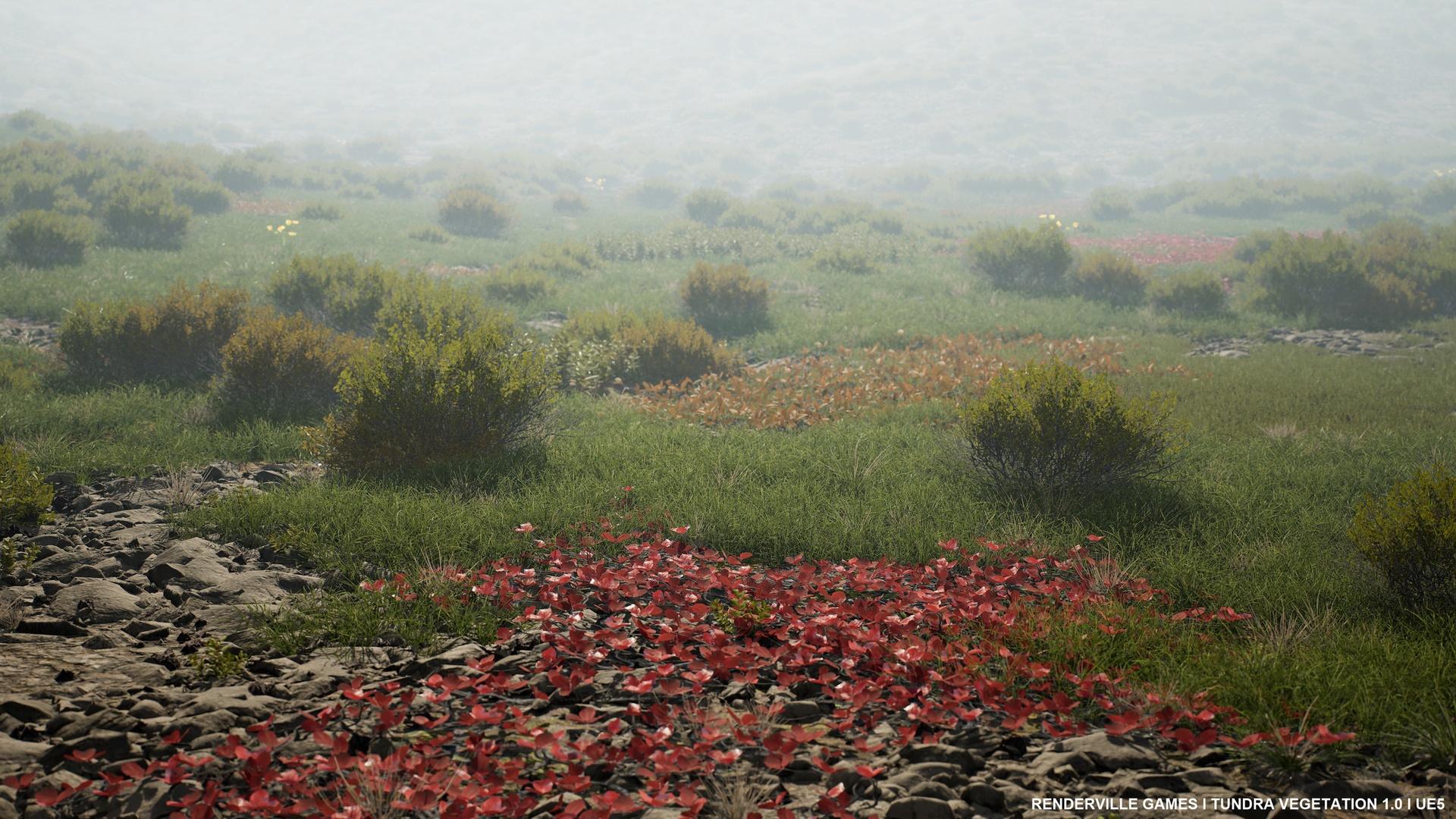 Media 1 for listing Tundra Vegetation