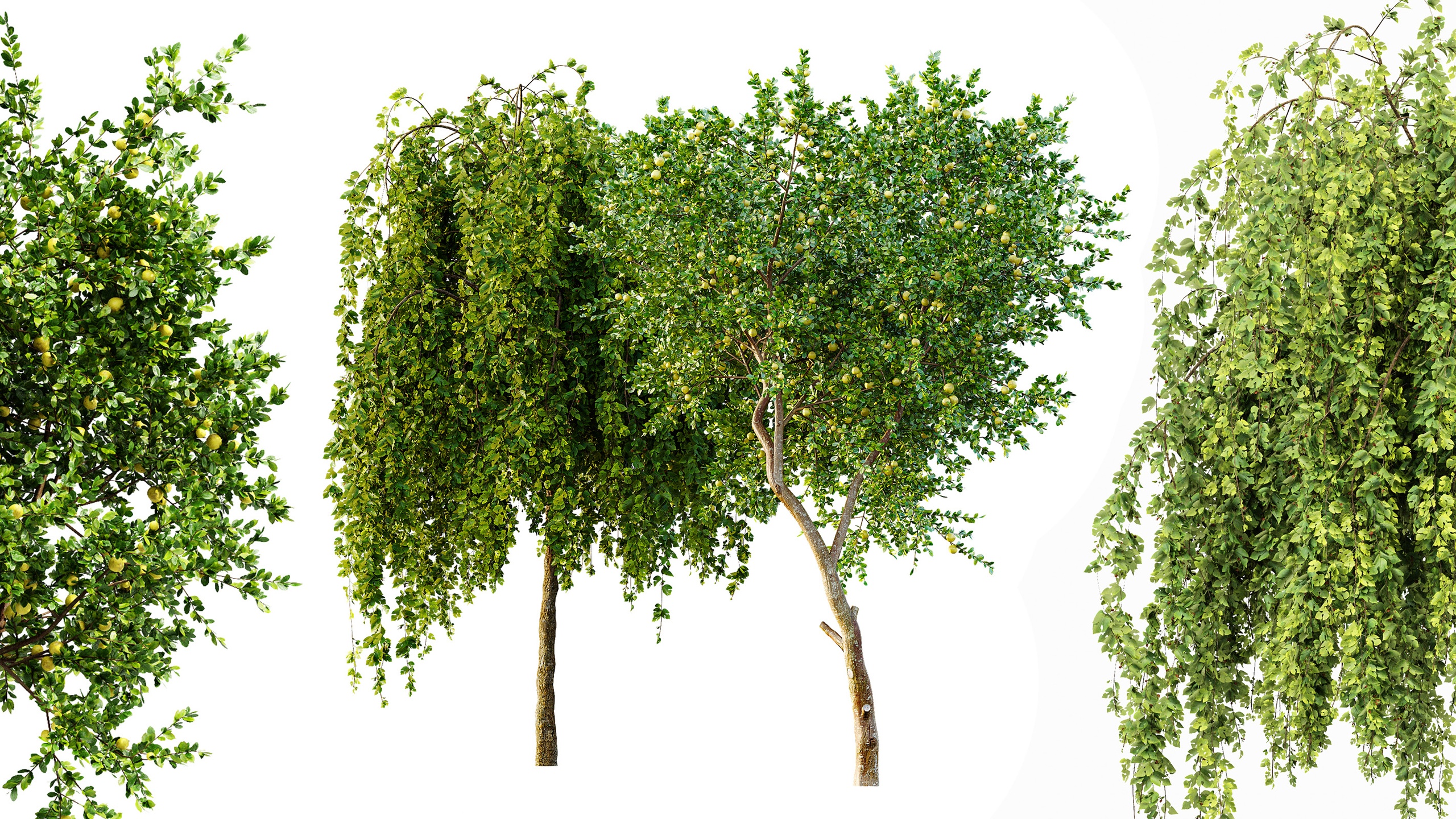 Media 1 for listing AV Fruit tree lemon and Weeping Mulberry Bagged Ornamental Chaparral