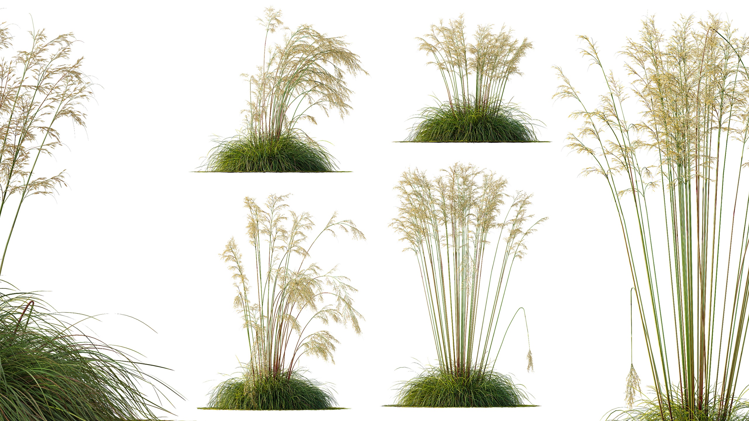 Media 1 for listing AV Celtica Gigantea Stipa Golden Oats