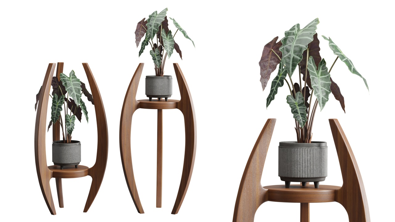 Media 1 for listing Alocasia Amazonica WoodStand