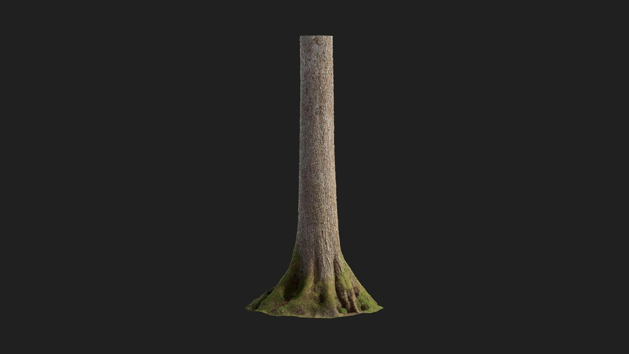 Media 1 for listing Alder Tree Trunk