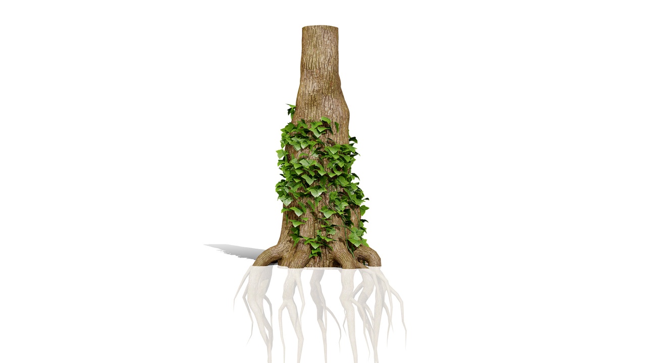 Media 1 for listing Ivy Plants Collection 01