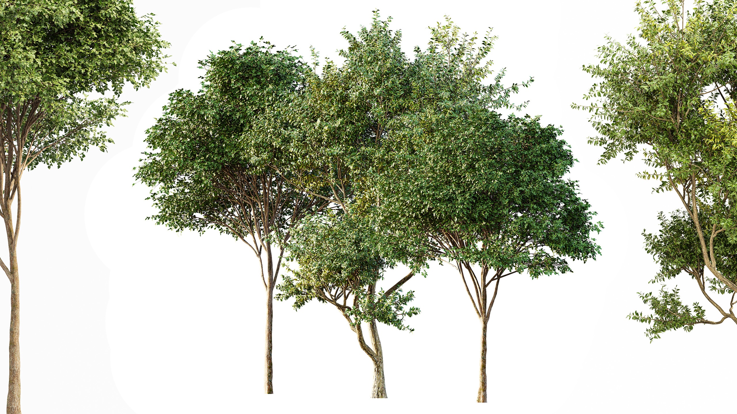 Media 1 for listing AV Eucalyptus and Gray alder alnus incana 3 trees