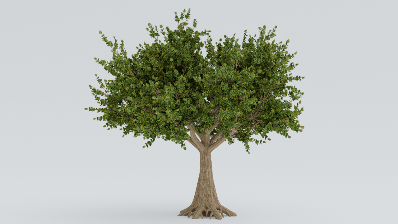 Media 1 for listing Arjun Tree - Realistic 3D Model with Buttressed Roots