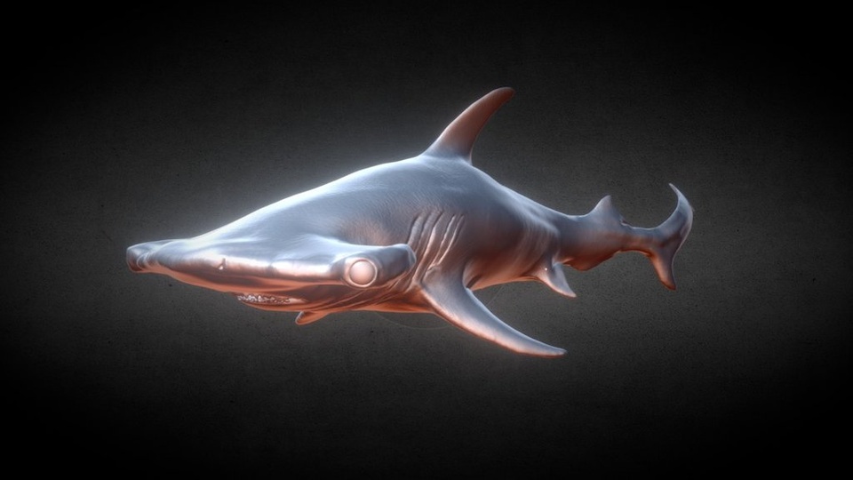 Media 1 for listing Hammerhead Shark