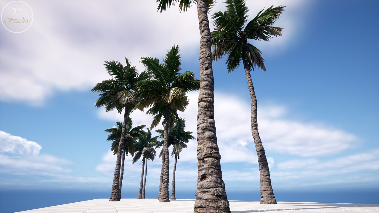 Media 1 for listing DZ Trees - White Barbel Palm