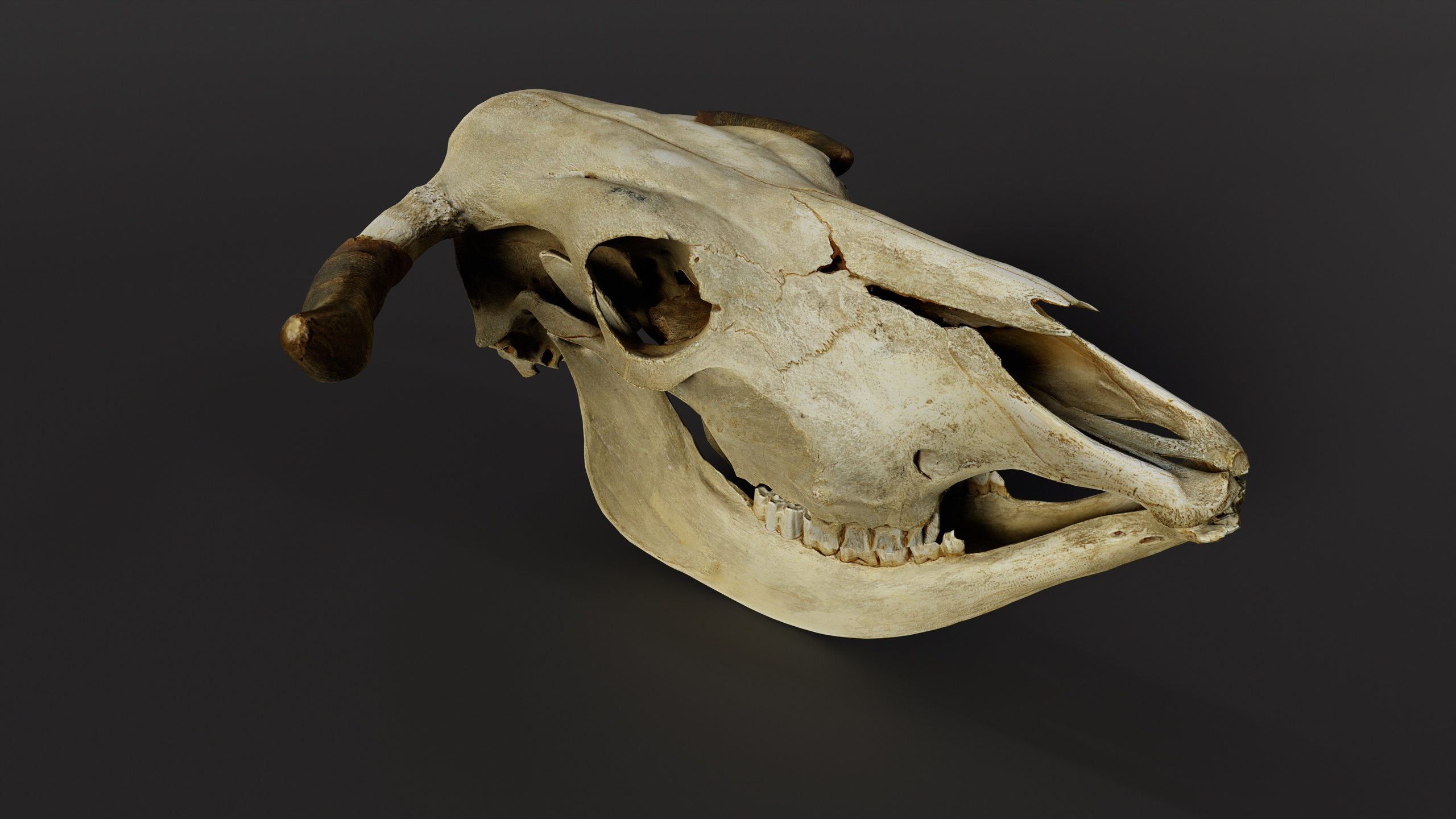 Media 1 for listing Cow Skull