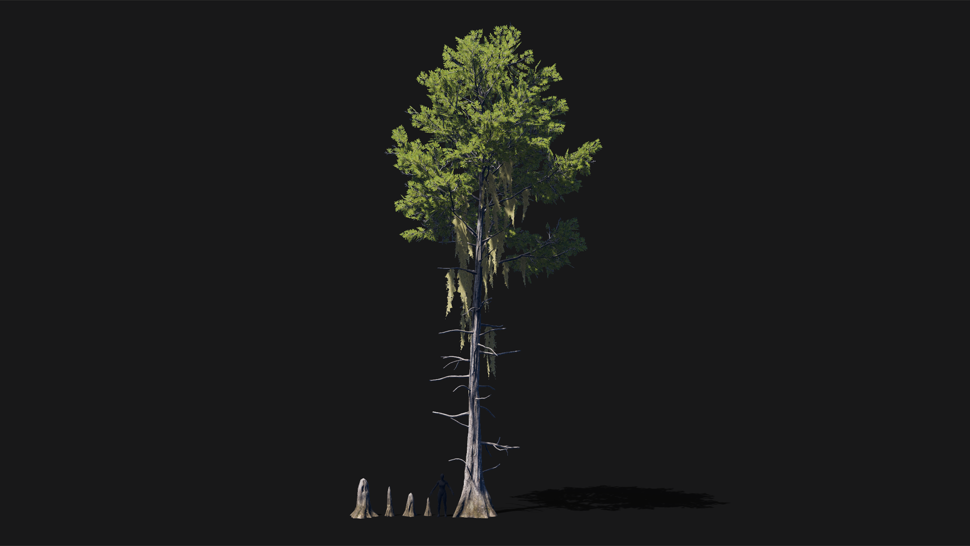 Mid Poly Asset Realistic mid poly Bald Cypress Tree | Fab