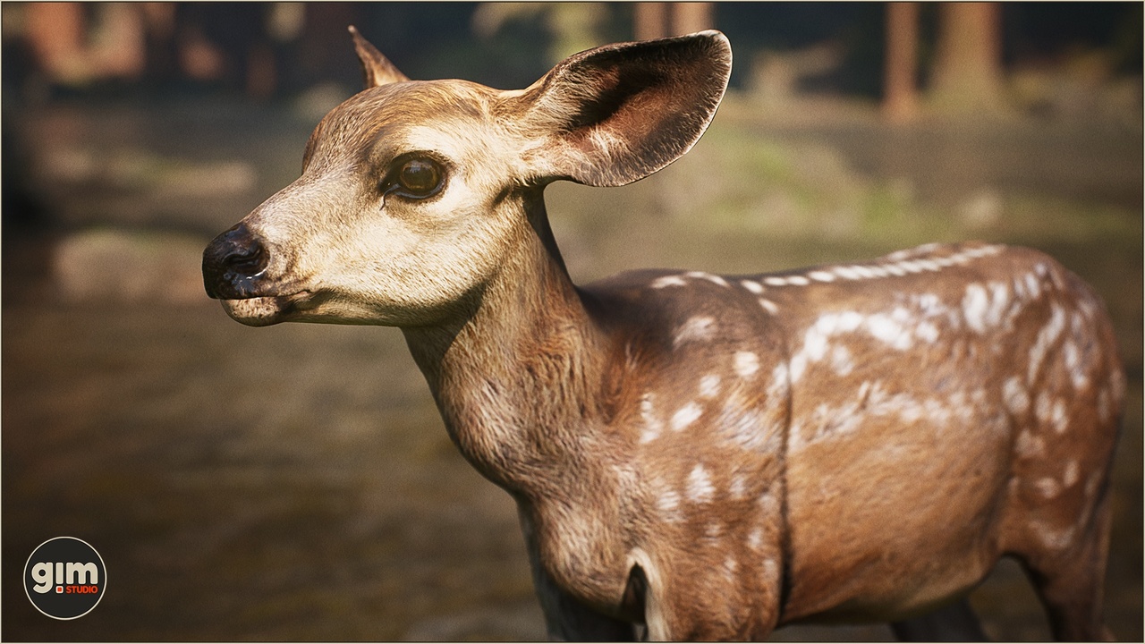 Media 1 for listing Animalia - Mule Deer (young)