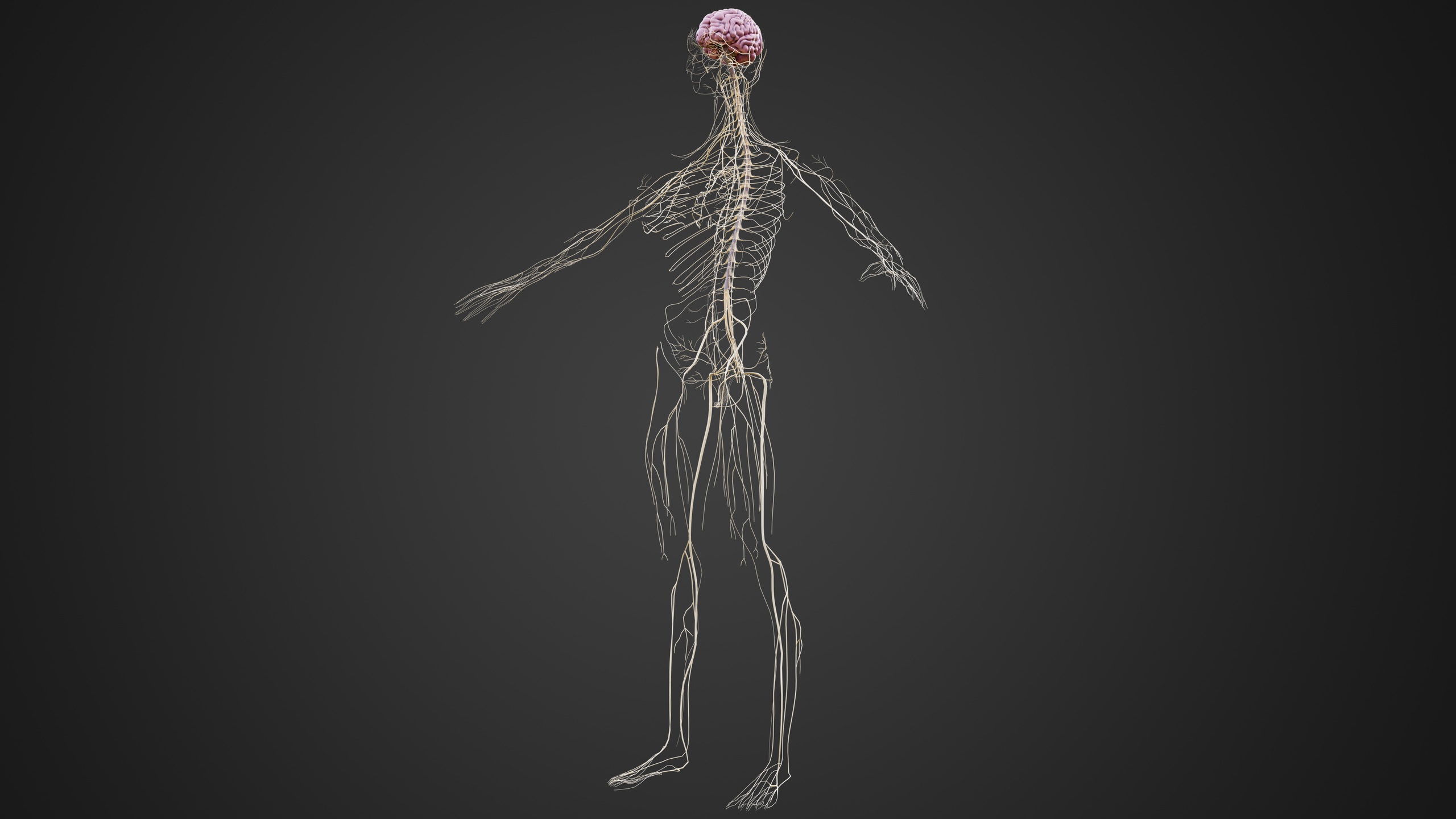 Human Nervous System 3D Model Brain Spinal Cord and Peripheral Nerves ...