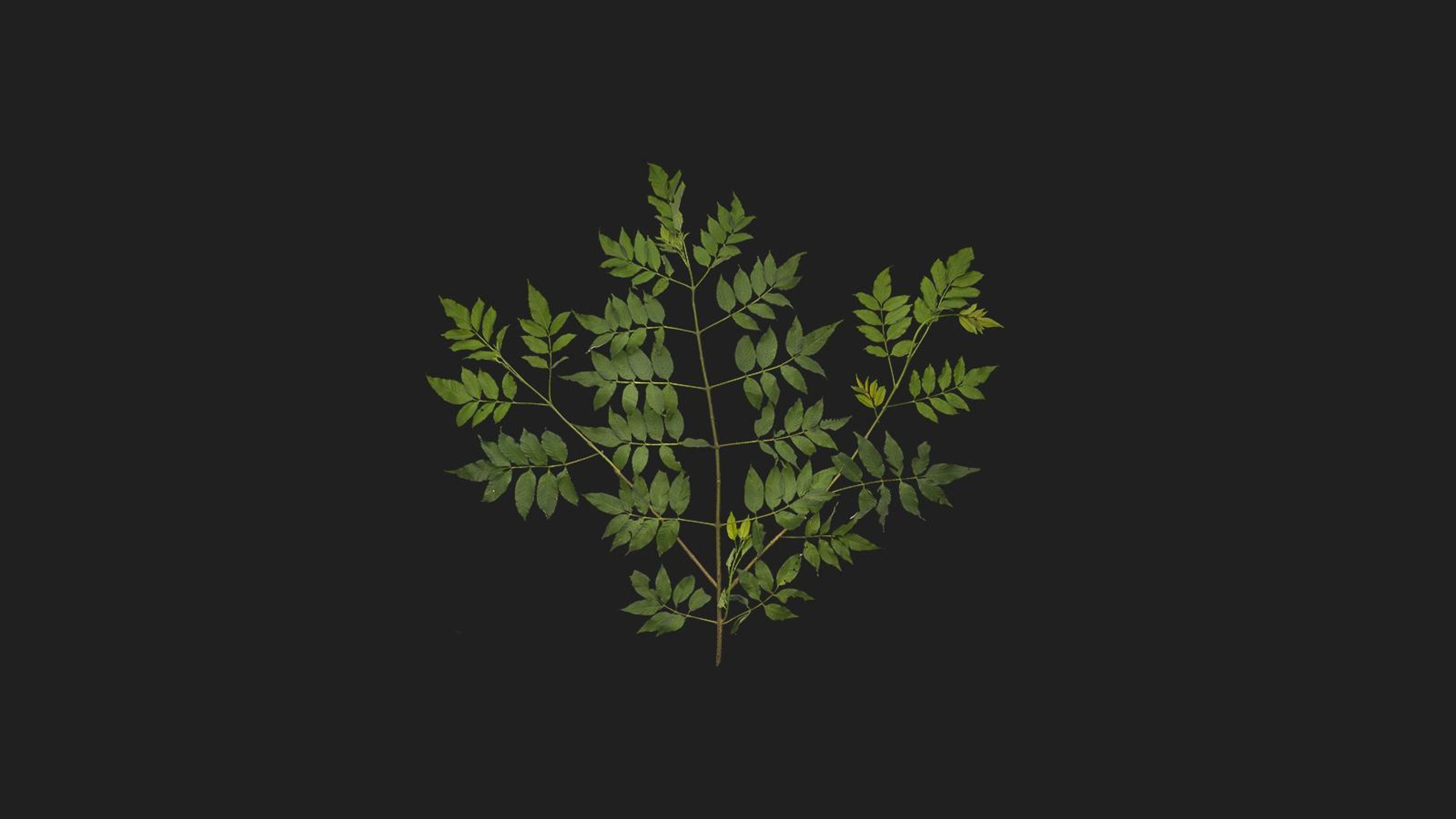 Green Shrub | Fab