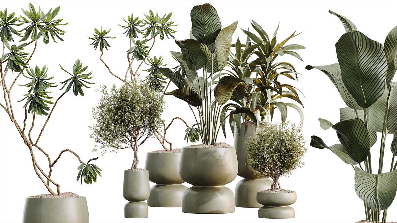 Media 1 for listing AV Indoor Plants Set 621 Olive Calathea Lutea Lemon Lime Cane African Fig