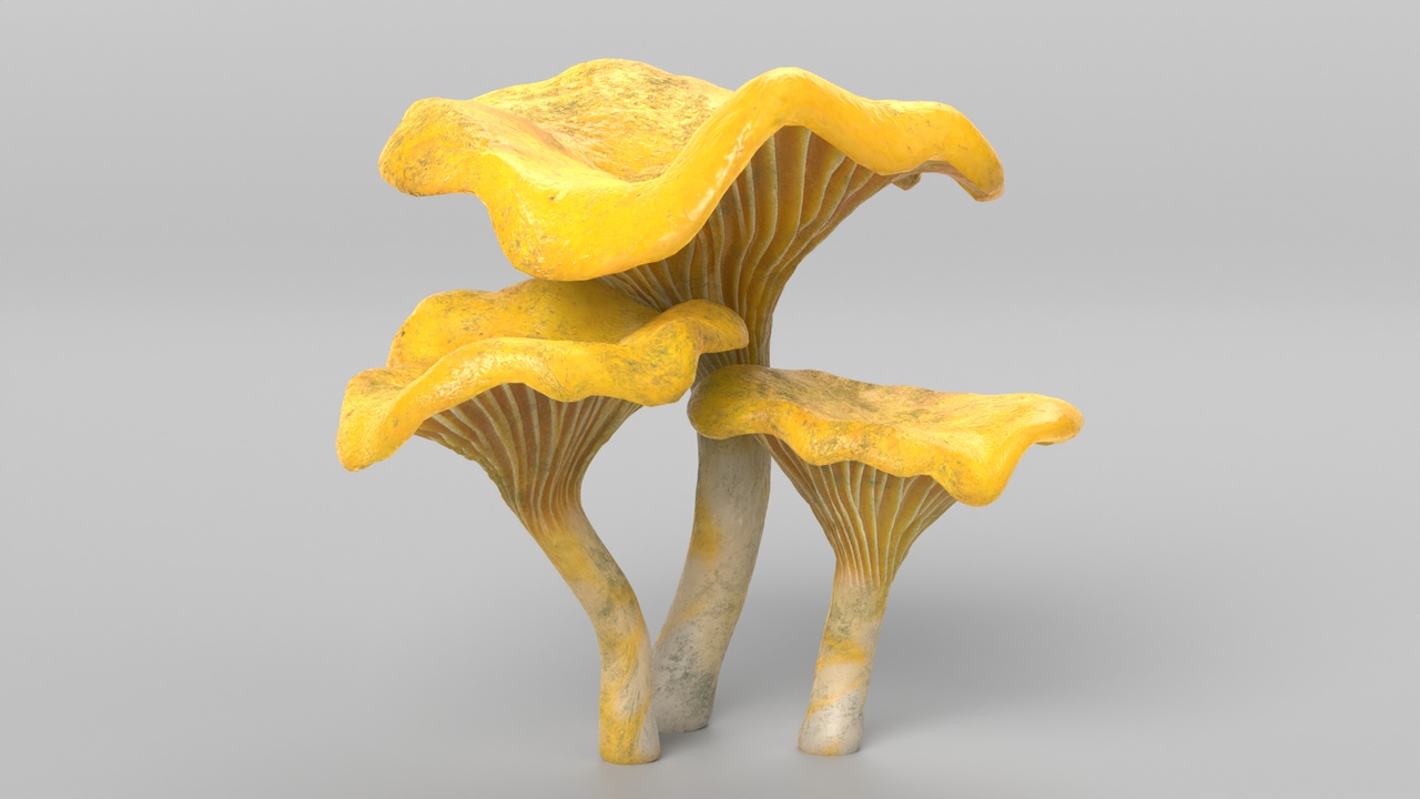 Media 1 for listing Chanterelle Mushrooms