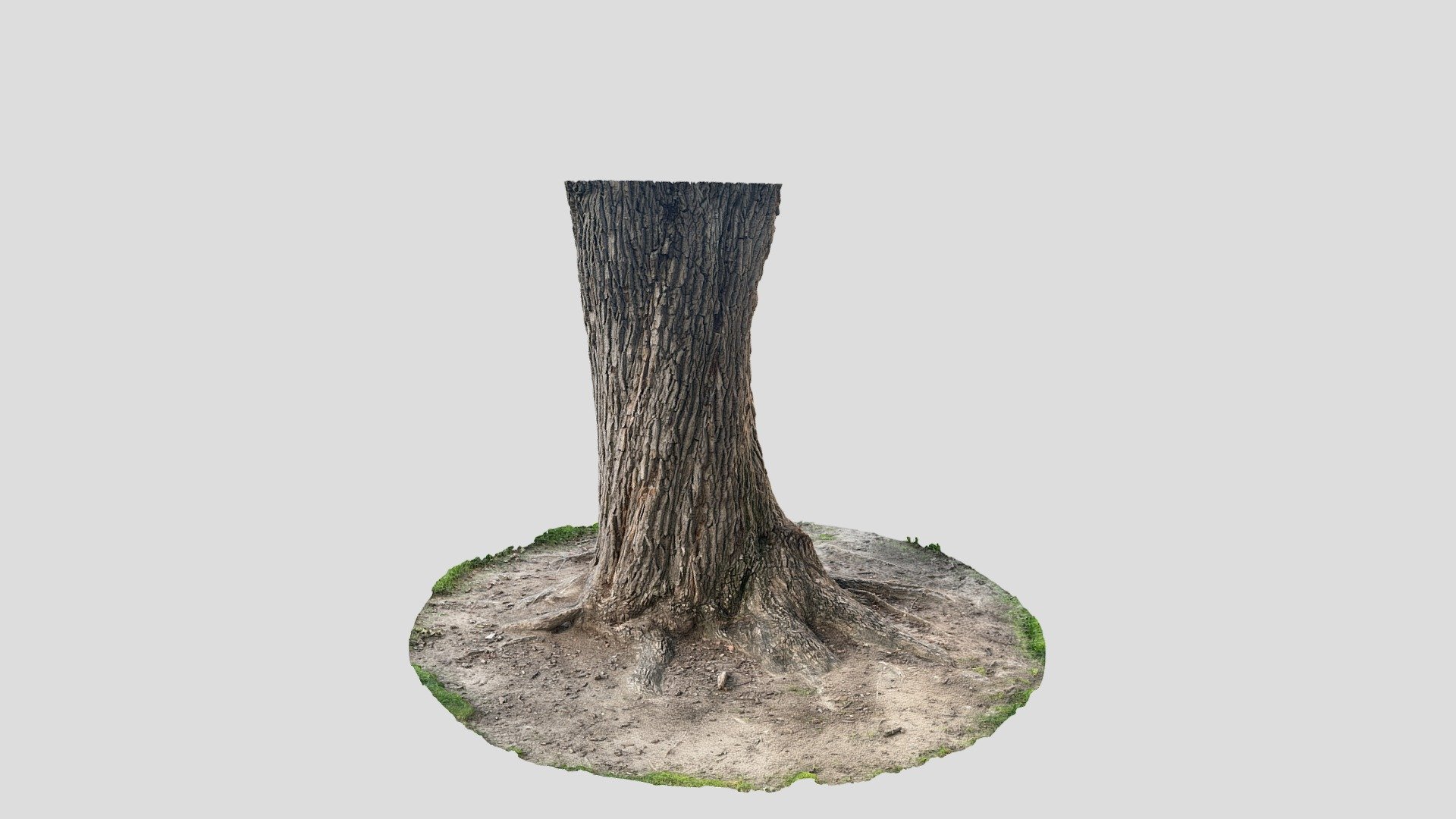 Tree Trunk | Fab