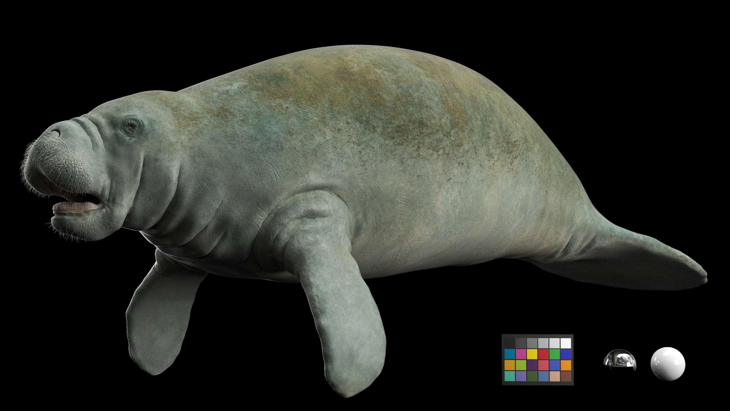 Media 1 for listing Manatee