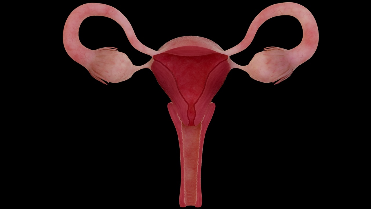 Media 1 for listing Anatomy of a healthy uterus, female ovaries, vagina, uterus, fallopian tubes