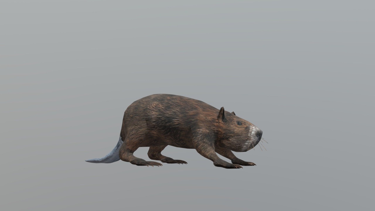 商品 Beaver 的媒体 1