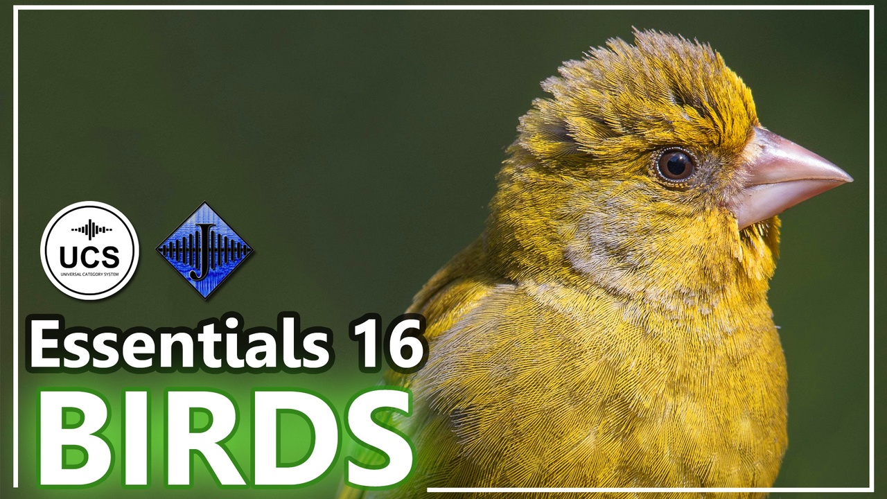 Media 1 for listing SFX Essentials 16 BIRDS
