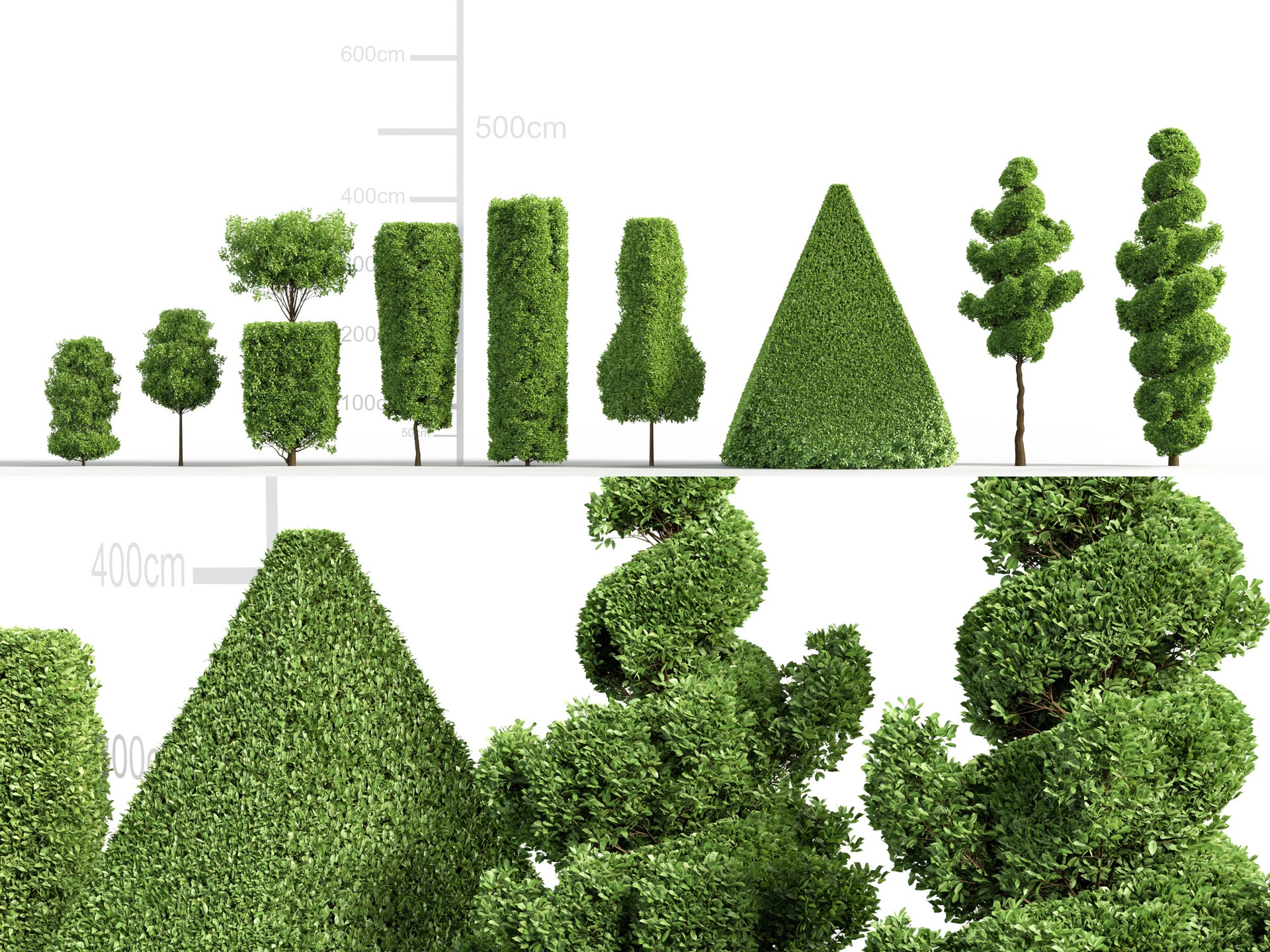 Media 1 for listing European Hornbeam - Carpinus betulus