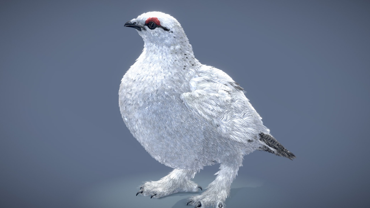 Media 1 for listing Rock Ptarmigan ♂ ( winter coat )