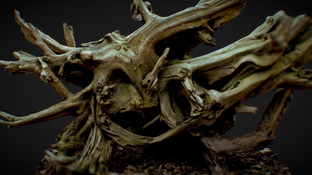 Media 1 for listing Intricate Tree Roots