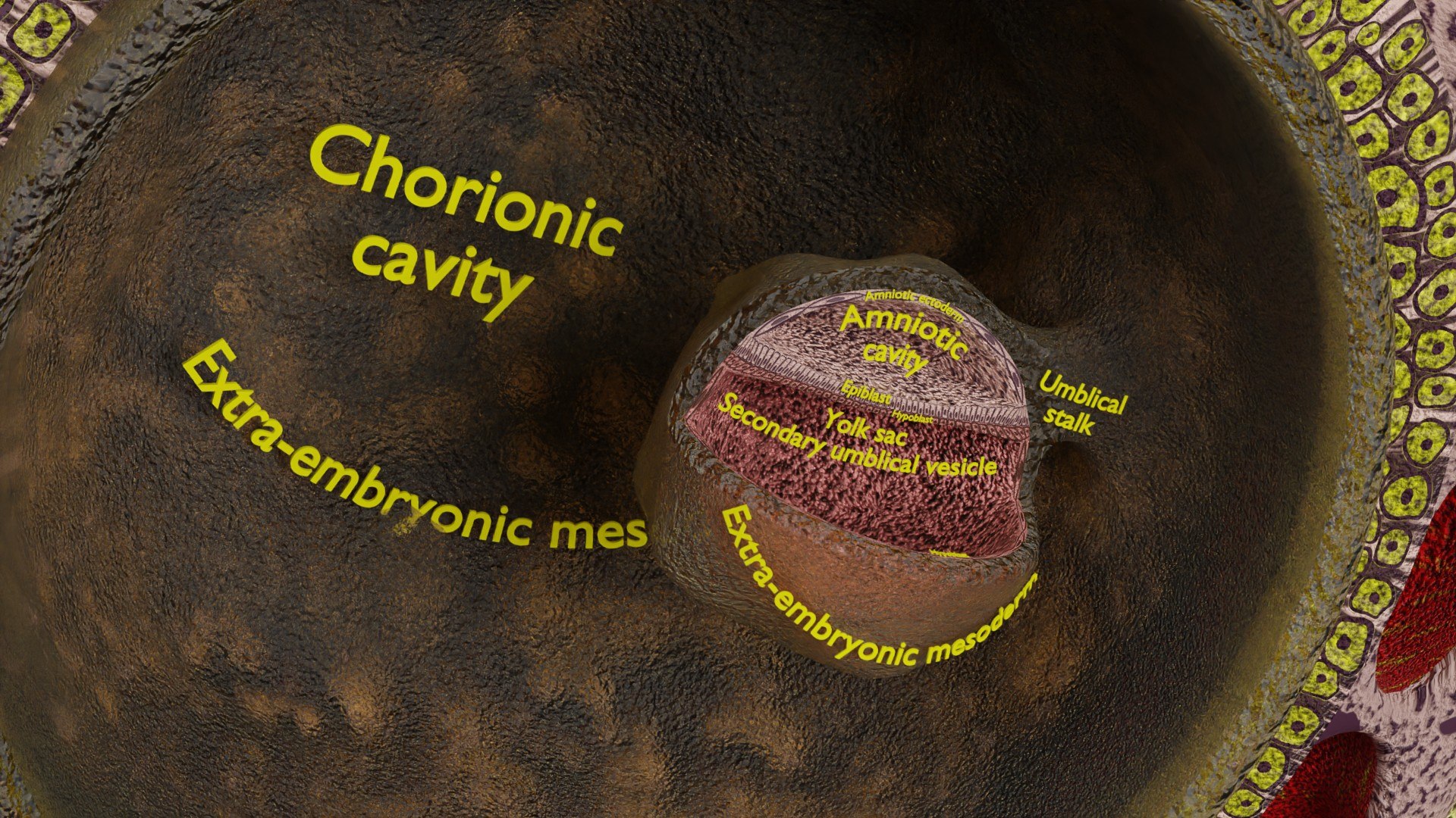 Human embryo 14 days labelled detailed | Fab