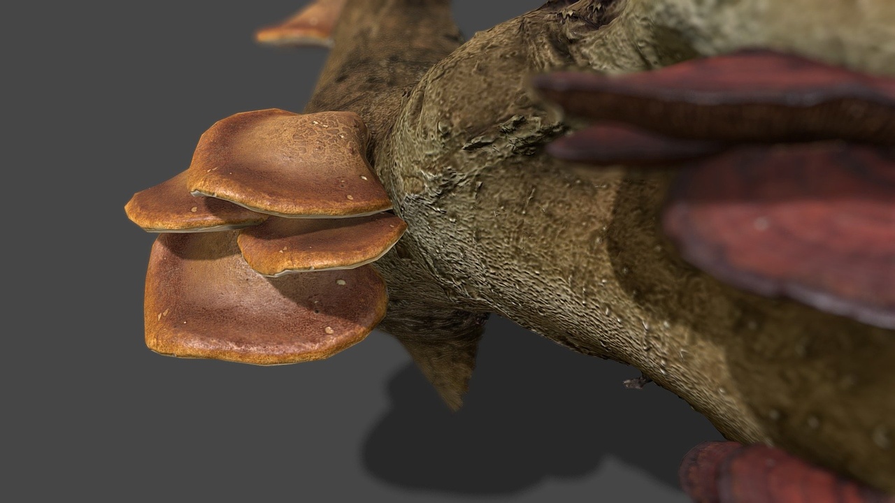 Media 1 for listing Mushroom 25_26