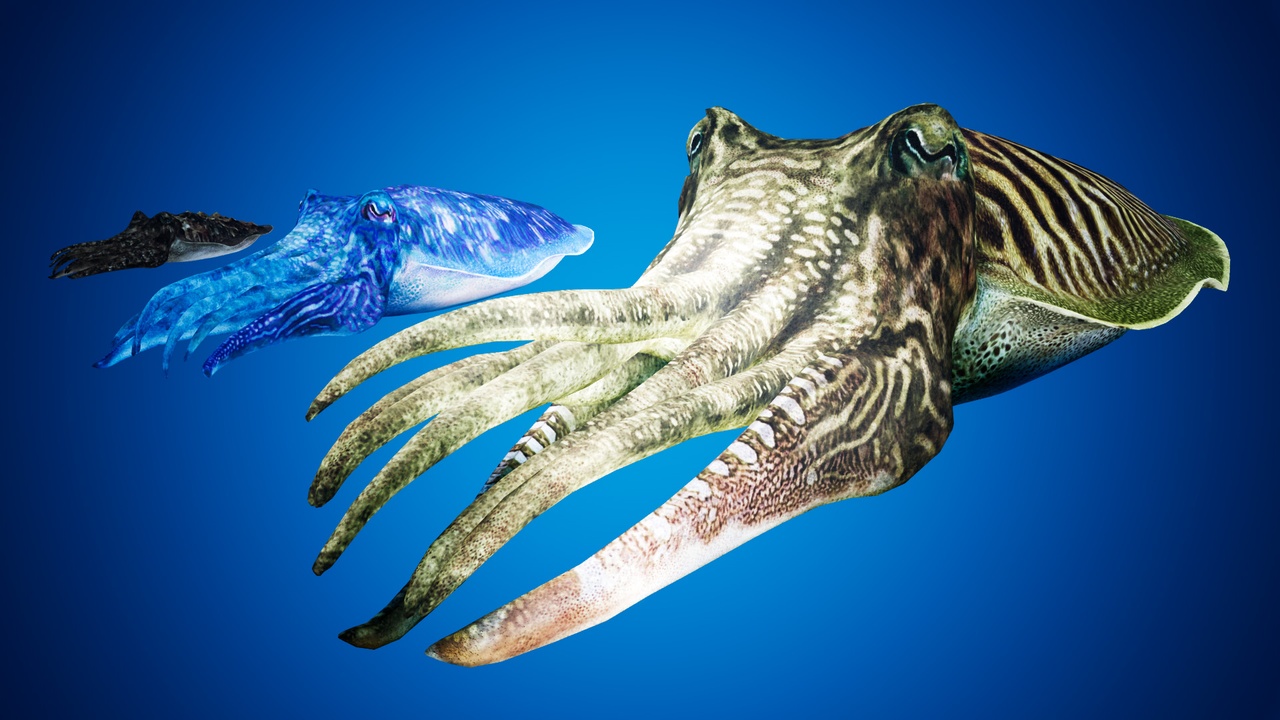 Media 1 for listing Cuttlefish Camouflage